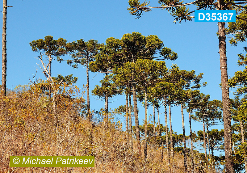Candelabra Tree (Araucaria angustifolia)